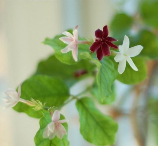 Жасмин самбак (Jasminum sambac) Жасмин самбак (Jasminum sambac)