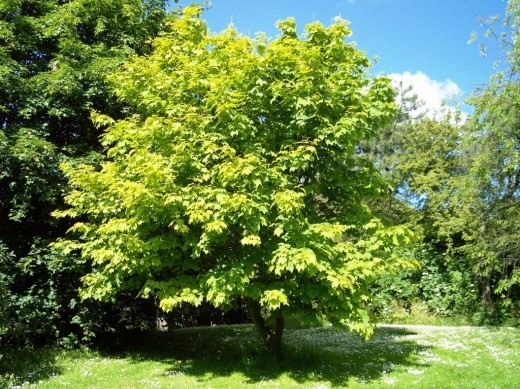 Клён (Maple)