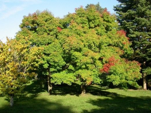 Клён (Maple)