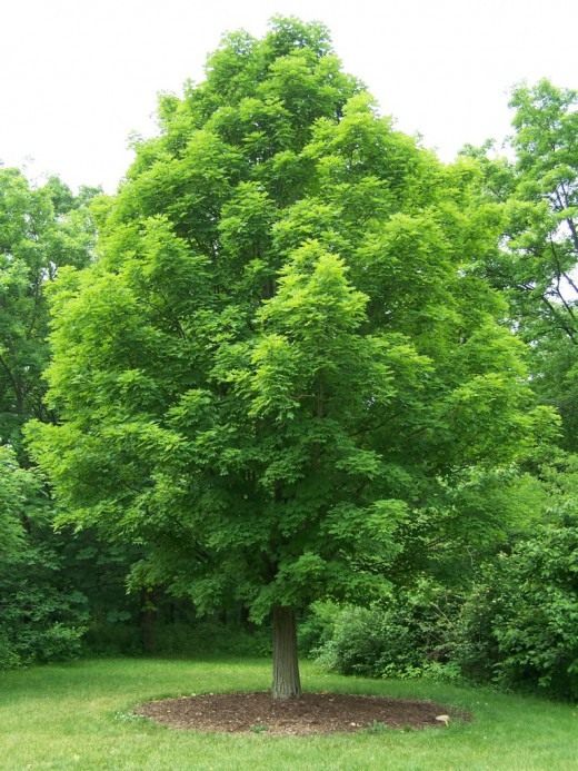 Клён (Maple)