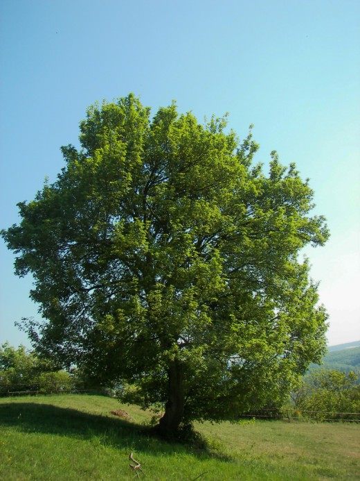 Клён (Maple)