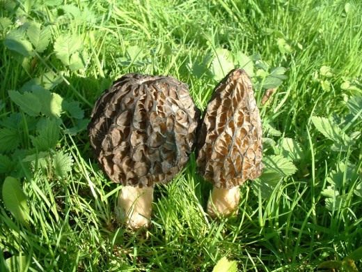 Сморчок (Morel)