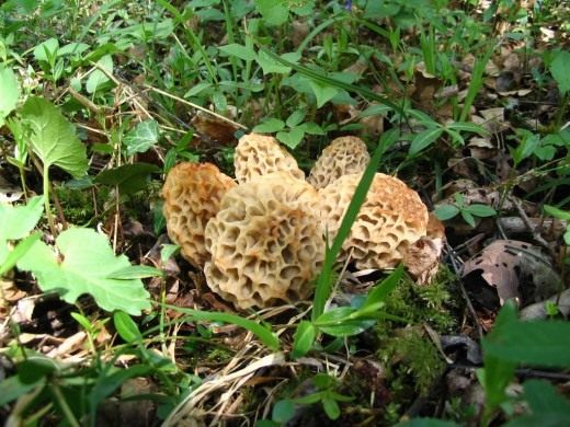 Сморчок (Morel)