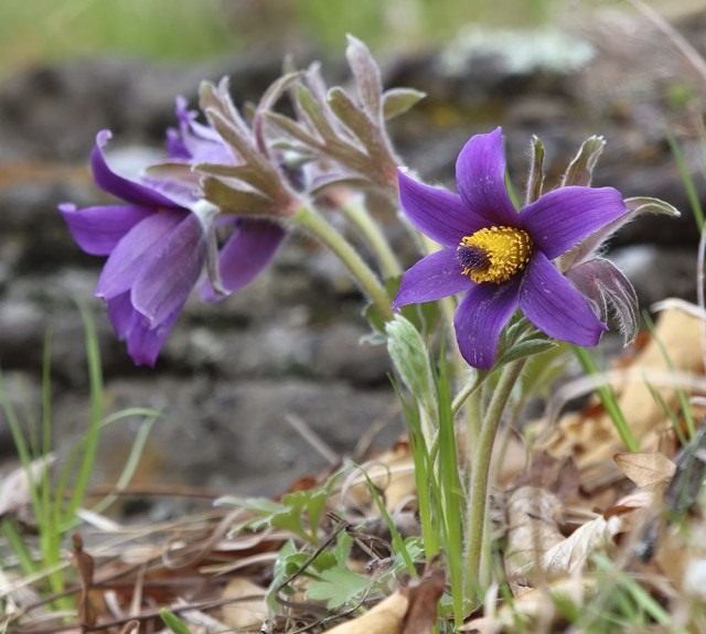 Прострел или сон трава pulsatilla. Pulsatilla chinensis1. Прострел или сон трава pulsatilla фото. Прострел или сон трава pulsatilla-Pulsatilla chinensis1. картинка Прострел или сон трава pulsatilla. картинка Pulsatilla chinensis1. Все чаще на приусадебных участках выращивают привлекательные цветы прострелы. Эти красивые первоцветы украшают ландшафт, когда другие растения еще даже не проснулись. О том как выращивать прострелы и ухаживать за ними, вы узнаете из нашего материала.