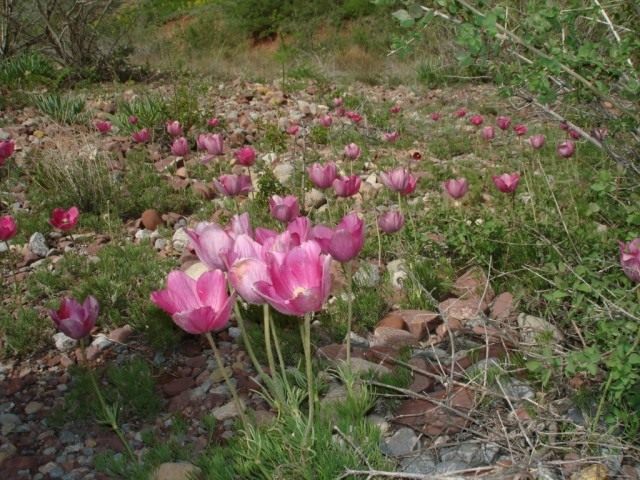Прострел или сон трава pulsatilla. Pulsatilla kostyczewii. Прострел или сон трава pulsatilla фото. Прострел или сон трава pulsatilla-Pulsatilla kostyczewii. картинка Прострел или сон трава pulsatilla. картинка Pulsatilla kostyczewii. Все чаще на приусадебных участках выращивают привлекательные цветы прострелы. Эти красивые первоцветы украшают ландшафт, когда другие растения еще даже не проснулись. О том как выращивать прострелы и ухаживать за ними, вы узнаете из нашего материала.