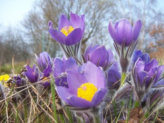 Прострел или сон трава pulsatilla. Pulsatilla patens1. Прострел или сон трава pulsatilla фото. Прострел или сон трава pulsatilla-Pulsatilla patens1. картинка Прострел или сон трава pulsatilla. картинка Pulsatilla patens1. Все чаще на приусадебных участках выращивают привлекательные цветы прострелы. Эти красивые первоцветы украшают ландшафт, когда другие растения еще даже не проснулись. О том как выращивать прострелы и ухаживать за ними, вы узнаете из нашего материала.