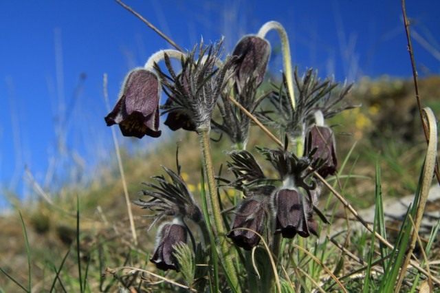 Прострел или сон трава pulsatilla. Pulsatilla pratensis1. Прострел или сон трава pulsatilla фото. Прострел или сон трава pulsatilla-Pulsatilla pratensis1. картинка Прострел или сон трава pulsatilla. картинка Pulsatilla pratensis1. Все чаще на приусадебных участках выращивают привлекательные цветы прострелы. Эти красивые первоцветы украшают ландшафт, когда другие растения еще даже не проснулись. О том как выращивать прострелы и ухаживать за ними, вы узнаете из нашего материала.