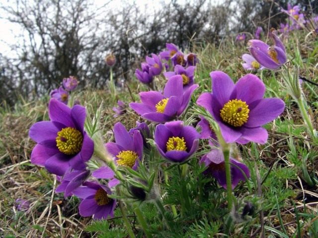 Прострел или сон трава pulsatilla. Pulsatilla vulgaris1. Прострел или сон трава pulsatilla фото. Прострел или сон трава pulsatilla-Pulsatilla vulgaris1. картинка Прострел или сон трава pulsatilla. картинка Pulsatilla vulgaris1. Все чаще на приусадебных участках выращивают привлекательные цветы прострелы. Эти красивые первоцветы украшают ландшафт, когда другие растения еще даже не проснулись. О том как выращивать прострелы и ухаживать за ними, вы узнаете из нашего материала.