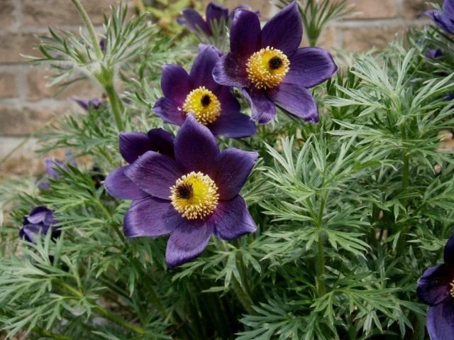 Прострел или сон трава pulsatilla. Pulsatilla vulgaris2. Прострел или сон трава pulsatilla фото. Прострел или сон трава pulsatilla-Pulsatilla vulgaris2. картинка Прострел или сон трава pulsatilla. картинка Pulsatilla vulgaris2. Все чаще на приусадебных участках выращивают привлекательные цветы прострелы. Эти красивые первоцветы украшают ландшафт, когда другие растения еще даже не проснулись. О том как выращивать прострелы и ухаживать за ними, вы узнаете из нашего материала.