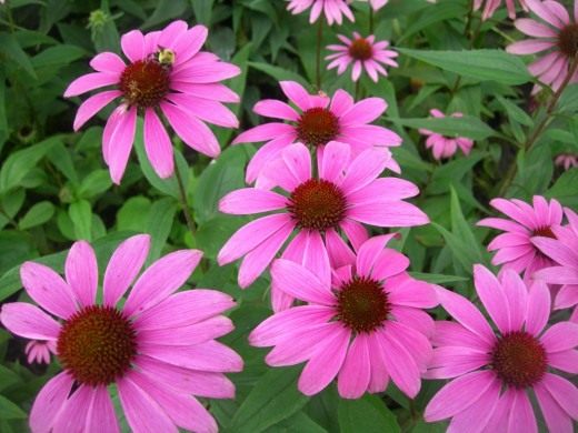 Эхинацея пурпурная (Echinacea purpurea) Эхинацея пурпурная (Echinacea purpurea)