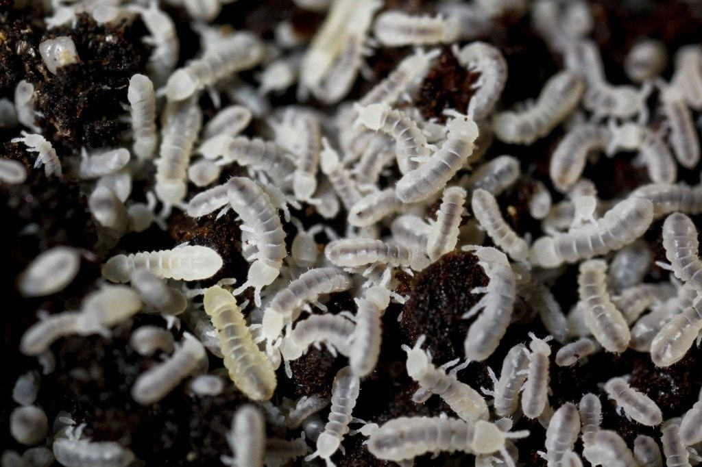 Белые червячки в земле на огороде фото и названия
