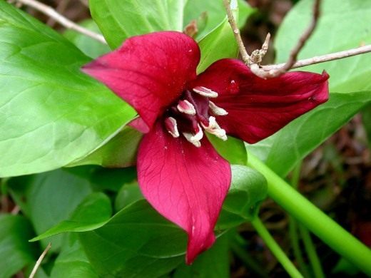 Триллиум прямостоячий (Trillium erectum)