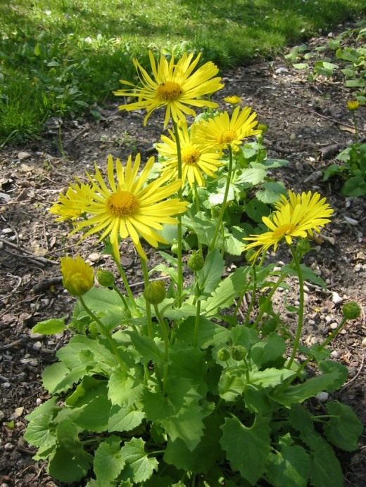 Дороникум, или Козульник (Doronicum)