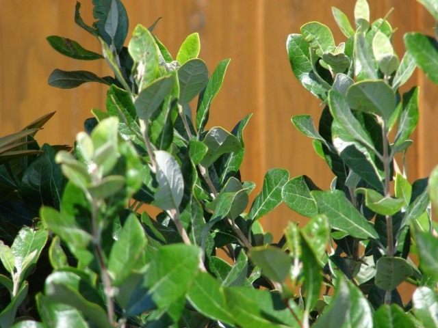 Фейхоа (Feijoa) Фейхоа (Feijoa)