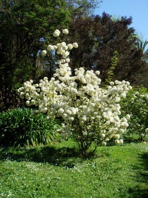 Калина (Viburnum)