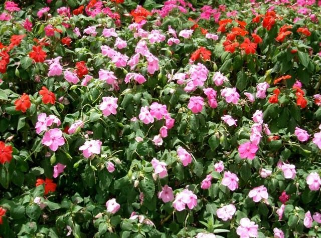Недотрога Уоллера (Impatiens walleriana) Недотрога Уоллера (Impatiens walleriana)