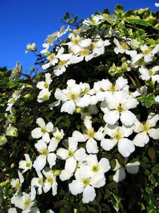 Клематис или ломонос (Clematis)