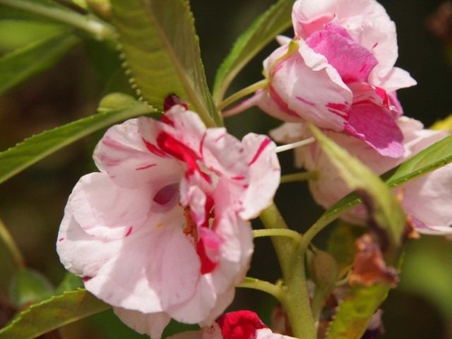 Недотрога бальзаминовая, или Бальзамин садовый (Impatiens balsamina) Недотрога бальзаминовая, или Бальзамин садовый (Impatiens balsamina)