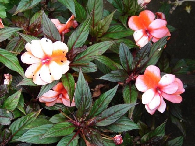 Недотрога Хокера (Impatiens hawkeri) Недотрога Хокера (Impatiens hawkeri)