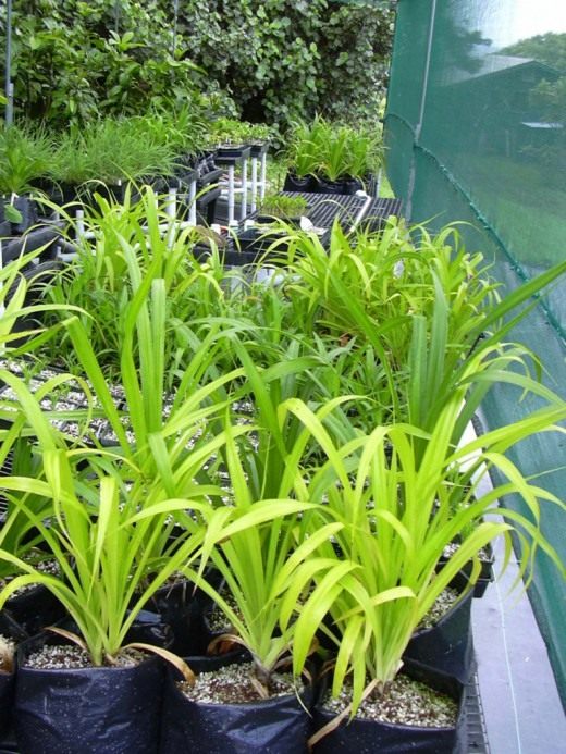 Панданус (Pandanus)