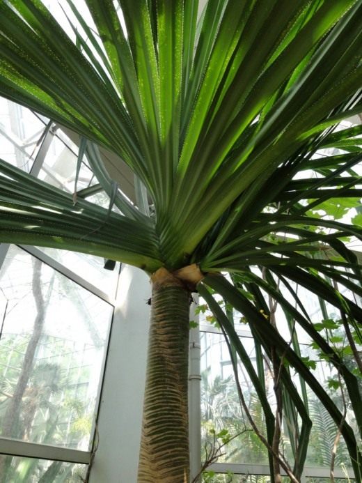 Панданус (Pandanus)