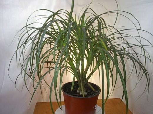 Панданус (Pandanus)