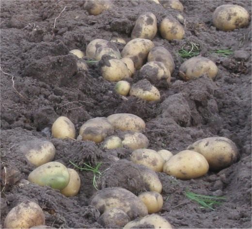 Картофель (Potatoes)