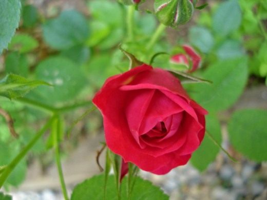 Роза (Rosa)