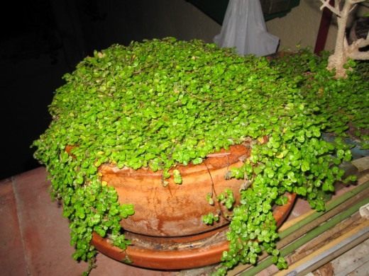 Солейролия (Soleirolia)