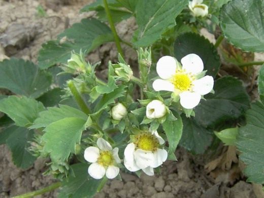 Земляника садовая (Strawberry)