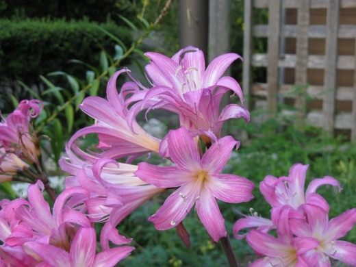 Амариллис (Amaryllis)