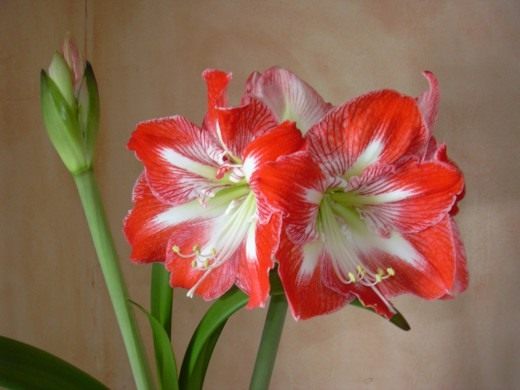 Амариллис (Amaryllis)