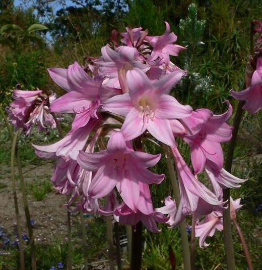 Амариллис (Amaryllis)