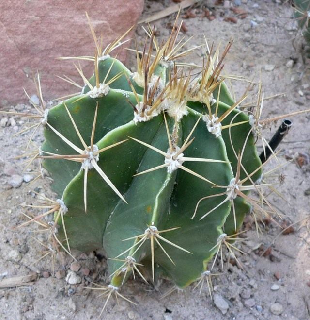 Астрофитум (Astrophytum) Астрофитум (Astrophytum)