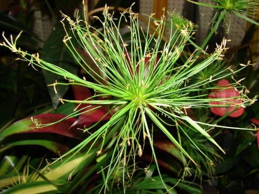 Циперус (Cyperus)