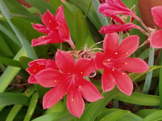Валлота пурпурная синоним Циртантус возвышенный (Vallota purpurea synonym Cyrtanthus elatus)