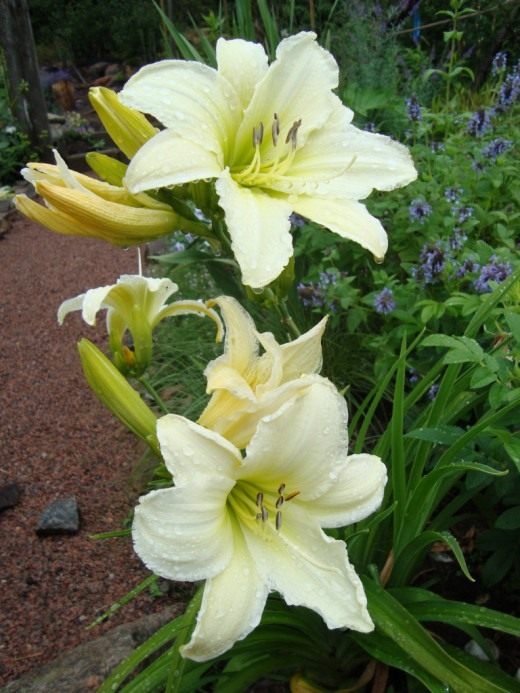 Лилейник (Daylily)