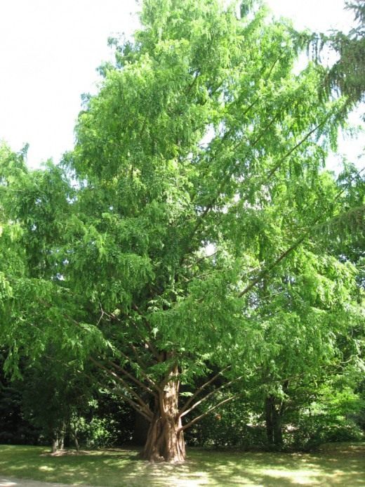Метасеквойя (Metasequoia)