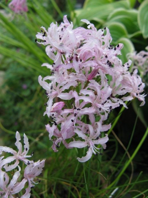 Нерина, или нерине (Nerine)