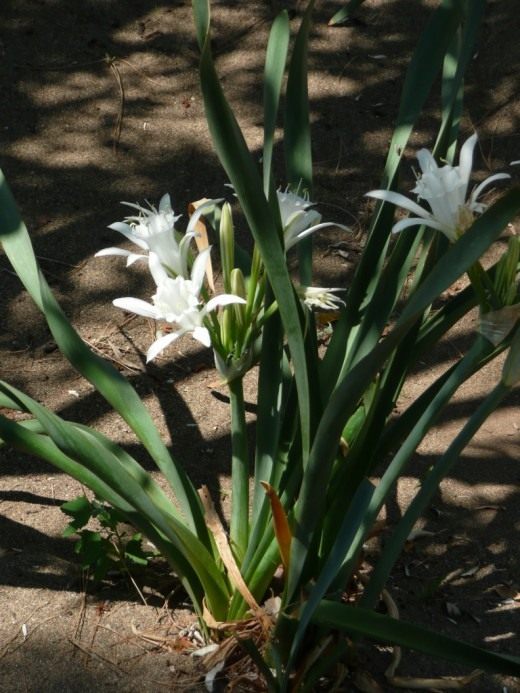Панкраций (Pancratium)