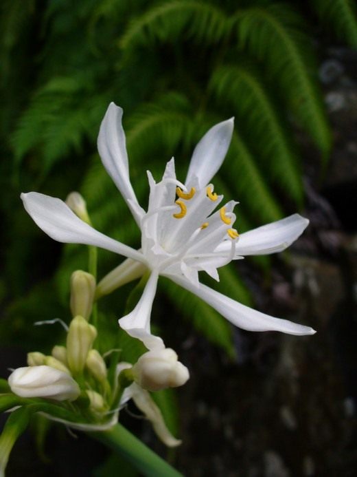 Панкраций (Pancratium)
