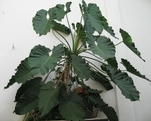 Филодендрон (Philodendron) Филодендрон (Philodendron)