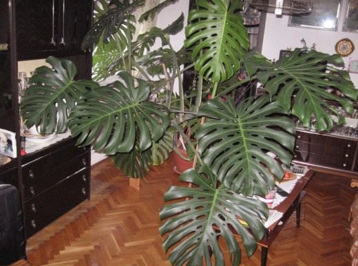 Филодендрон (Philodendron) Филодендрон (Philodendron)