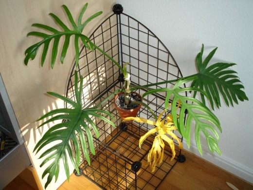 Филодендрон (Philodendron) Филодендрон (Philodendron)