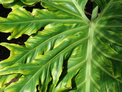 Филодендрон (Philodendron)