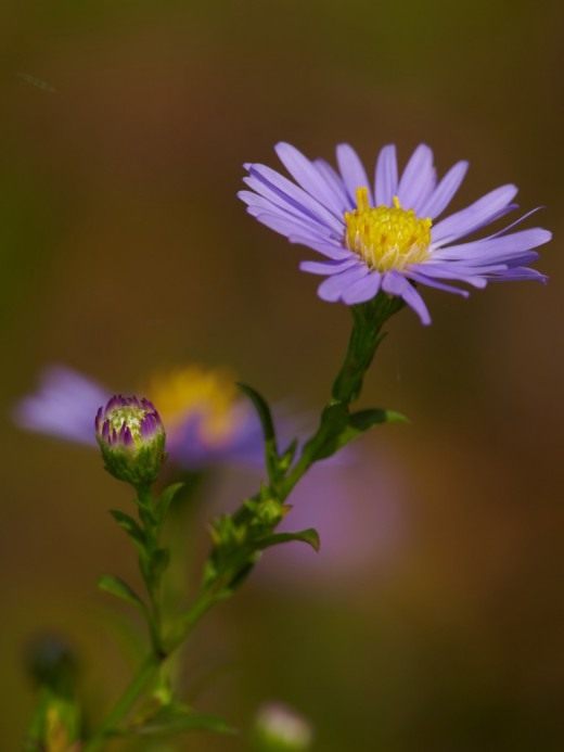 Астра осенняя многолетняя (Symphyotrichum)