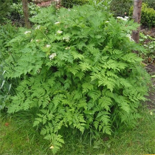 Купырь, Кервель обыкновенный (Chervil)