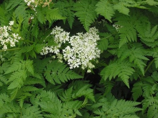 Купырь, Кервель обыкновенный (Chervil)
