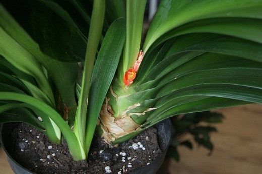Кливия (Clivia)