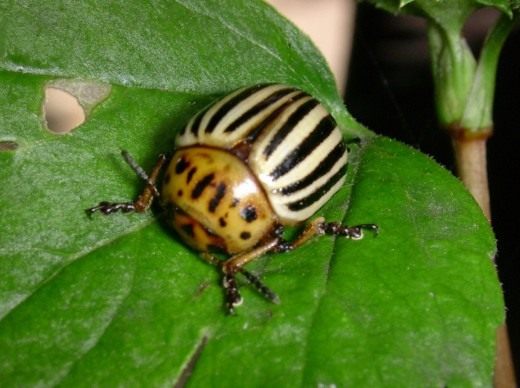 Колорадский картофельный жук (Colorado potato beetle)